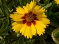 Coreopsis grandiflora 