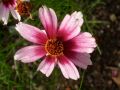 Coreopsis rosea 
