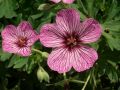 Geranium cinereum 