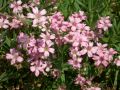 Gypsophila repens 