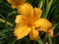 Hemerocallis 