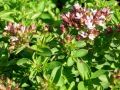 Origanum vulgare 