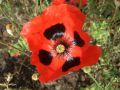 Papaver rhoeas 