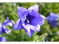 Platycodon grandiflorus 
