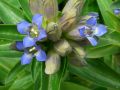 Gentiana cruciata - hořec křížatý