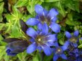 Gentiana septemfida var. lagodechiana - hořec sedmiklaný