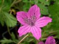 Erodium manescavii - pumpava