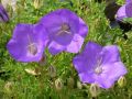 Campanula carpatica 