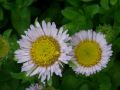 Erigeron glaucus - turan