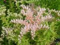 Sedum pulchellum - rozchodník