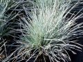 Festuca glauca 