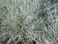 Festuca glauca 