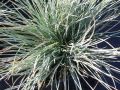 Festuca glauca 