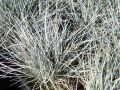 Festuca glauca 