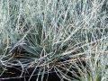 Festuca glauca 