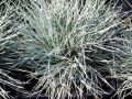Festuca glauca 