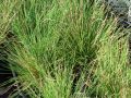 Festuca 