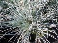 Festuca valesiaca 