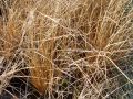 Carex 