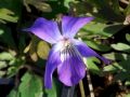 Viola pedatifida - violka, fialka