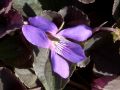 Viola labradorica 