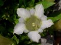 Gentiana acaulis 