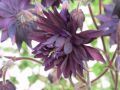 Aquilegia vulgaris plena 