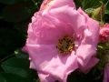 Rosa rugosa hybr.