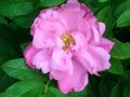 Rosa rugosa hybr. 