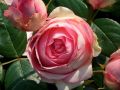 Rosa 