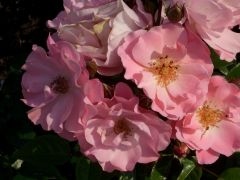 Rosa 