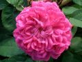 Rosa damascena bifera 