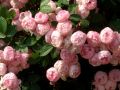 Rosa macrantha hybr. 