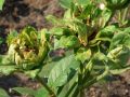 Rosa chinensis viridiflora