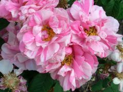 Rosa gallica versicolor značka 