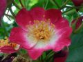 Rosa wichuriana hybr. 