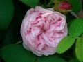 Rosa muscosa