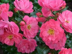 Rosa 