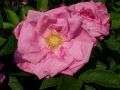Rosa rugosa hybr. 