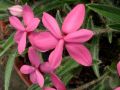 Rhodohypoxis 