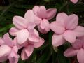 Rhodohypoxis 