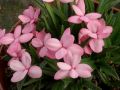 Rhodohypoxis 