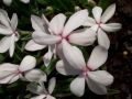 Rhodohypoxis baurii 