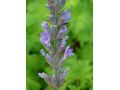 Lavandula × intermedia 