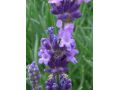 Lavandula angustifolia 