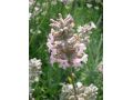 Lavandula angustifolia 