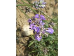 Lavandula angustifolia 