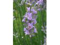 lavandula angustifolia 