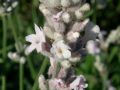 Lavandula angustifolia 