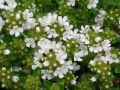Thymus praecox 